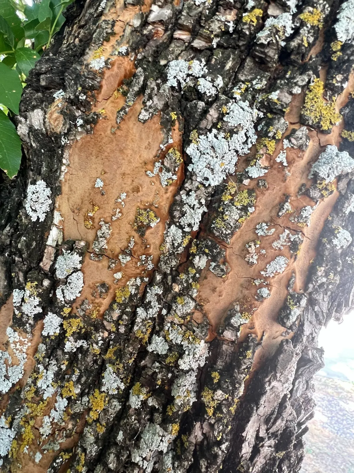 Close-up of tree bark with lichen
