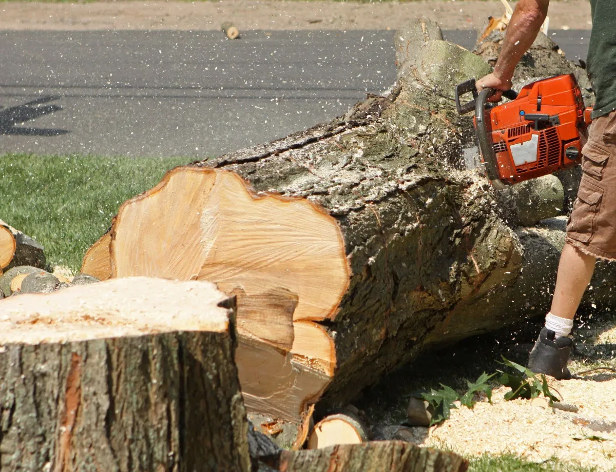 Chainsaw cutting through large tree trunk, sawdust flying
