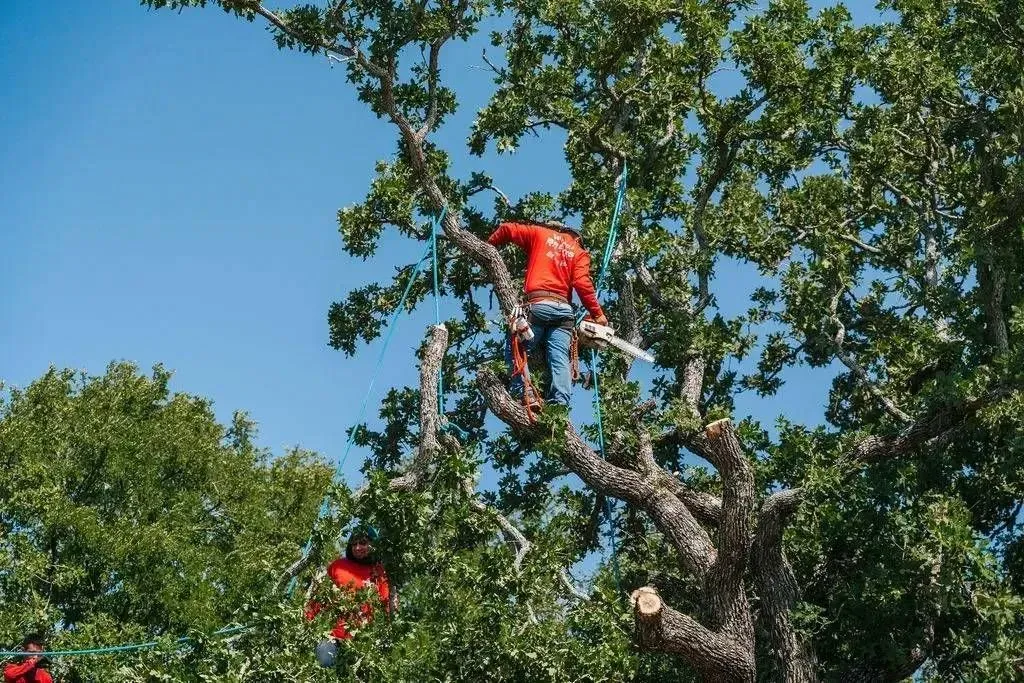 Two crew members in red shirts trimming in large tree