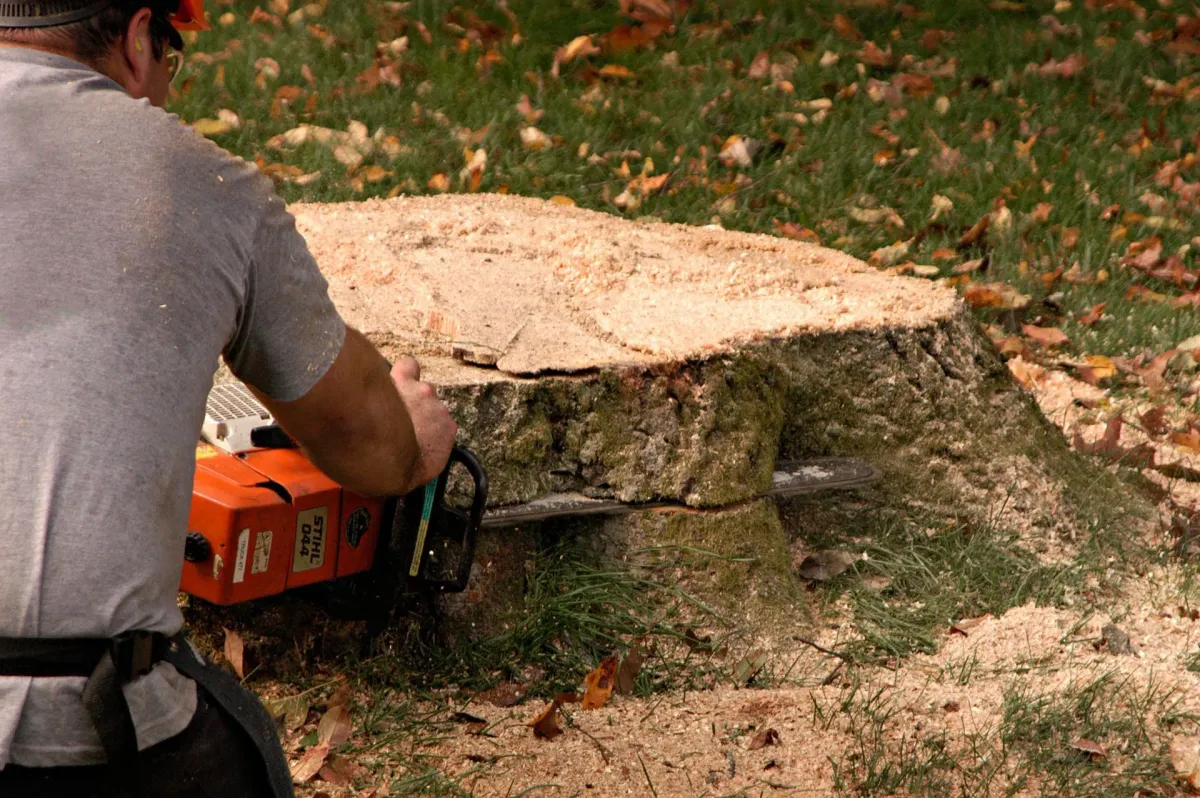 Yellow stump grinder on grass next to wood chips
